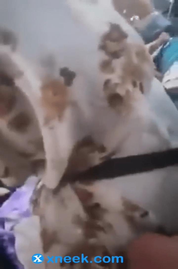 مصري راكب ميكروباص ويجيب لبنه على بنت قاعدة قدامه